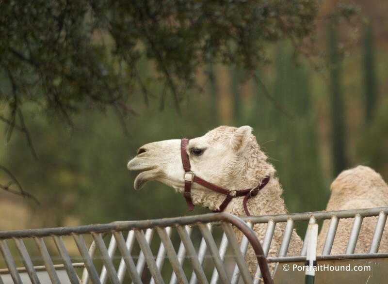camel