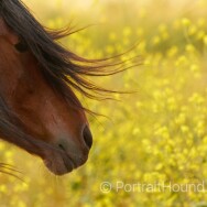 8. Freedom breeze