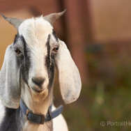 Goat - Humboldt
