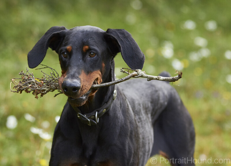 Kodah - Greens & Grays 1