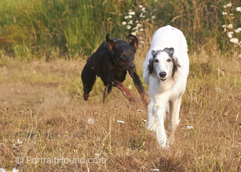 Kodah & Nuri - Humboldt