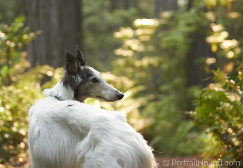 Nuri - Greens & Grays