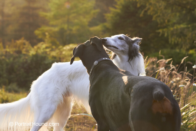 Nuri & Kodah - Humboldt