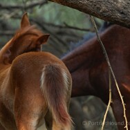 Foals 4
