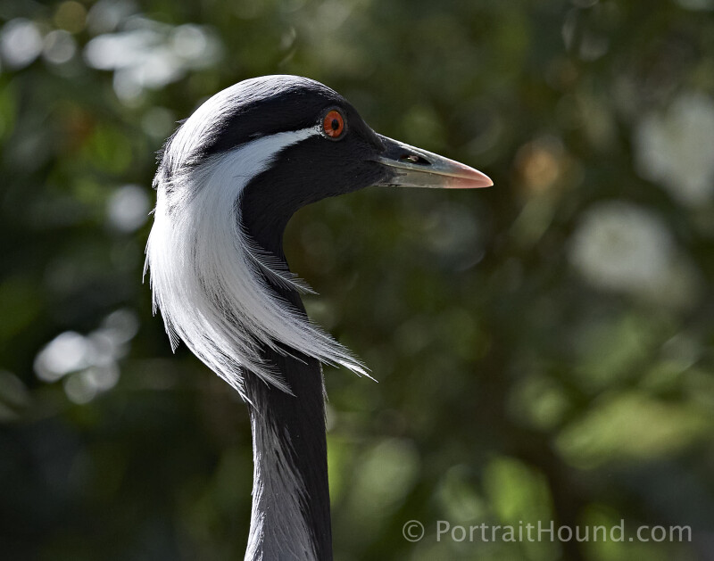 Birds 10