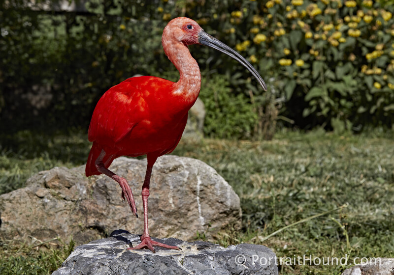 Birds 6