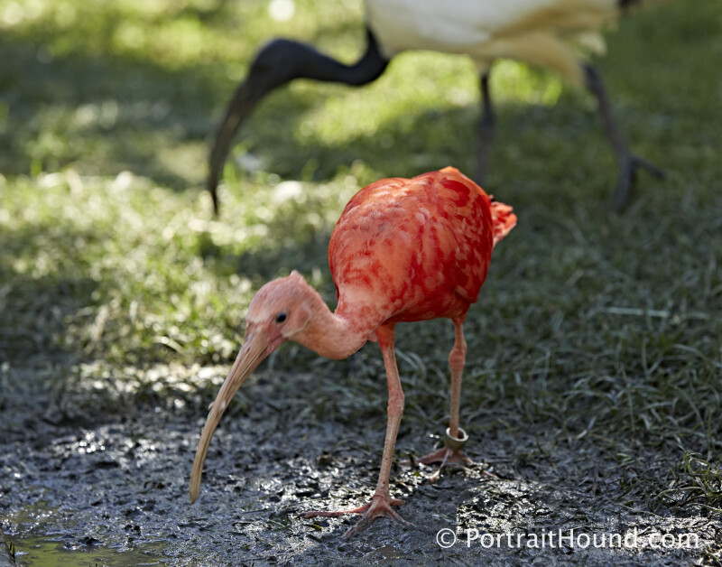 Birds 7