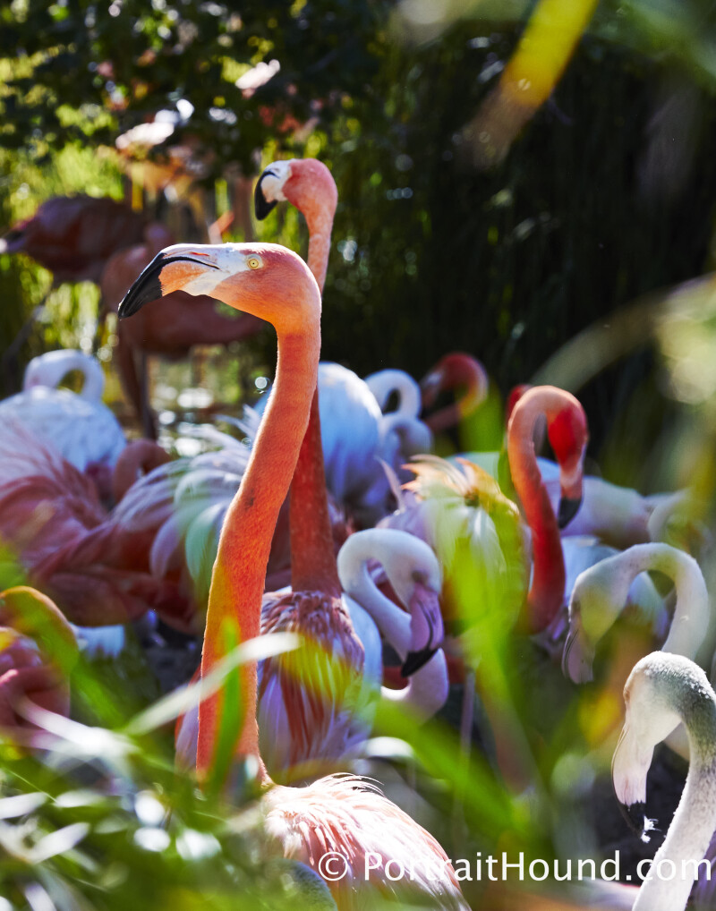 Birds