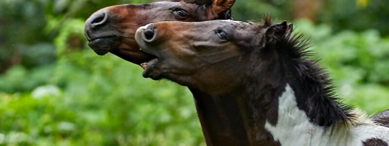 Waipio wilds 26