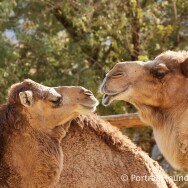 © Portraithound.com